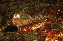 Image of Jordania zonope (Longfin sculpin)