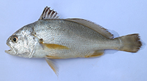 Image of Kathala axillaris (Kathala croaker)