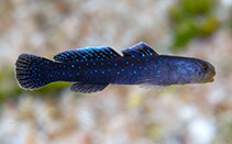 Image of Kelloggella avaiki (Star-spangled goby)