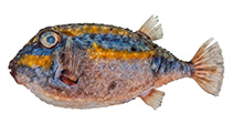 Image of Kentrocapros flavofasciatus 