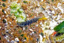 Image of Kelloggella oligolepis 