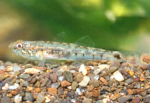 Image of Knipowitschia longecaudata (Longtail dwarf goby)