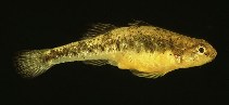 Image of Knipowitschia panizzae (Adriatic dwarf goby)