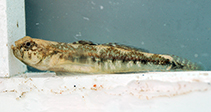 tn_Knpan_m0.jpg