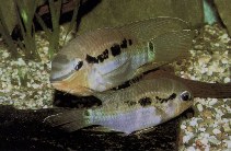 Image of Krobia itanyi (Dolphin cichlid)