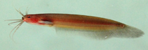 Image of Kryptoglanis shajii 