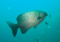 Image of Kyphosus cinerascens (Blue sea chub)