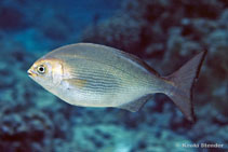 Image of Kyphosus hawaiiensis (Hawaiian chub)