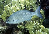 Image of Kyphosus incisor (Yellow sea chub)