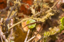 Image of Kyonemichthys rumengani (Thread pipefish)