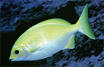 Image of Kyphosus sandwicensis (Pacific chub)