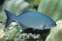 Image of Kyphosus vaigiensis (Brassy chub)