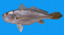 Image of Larimus argenteus (Silver drum)