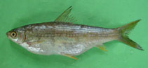 Image of Gymnostomus ariza (Reba)