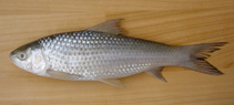 Image of Labeo bata (Bata)