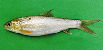 Image of Labeo boggut (Boggut labeo)