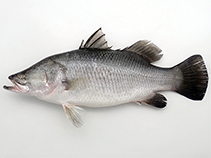 Image of Lates calcarifer (Barramundi)