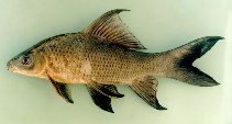 Image of Labeo chrysophekadion (Black sharkminnow)