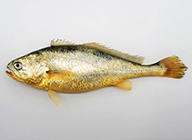 Image of Larimichthys crocea (Large yellow croaker)