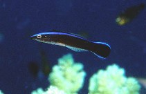 Image of Labroides dimidiatus (Bluestreak cleaner wrasse)