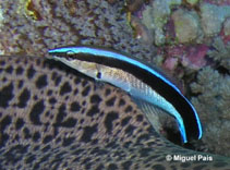 Image of Labroides dimidiatus (Bluestreak cleaner wrasse)