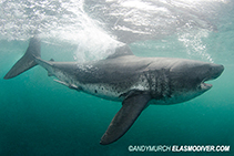 Image of Lamna ditropis (Salmon shark)