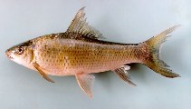 Image of Labeo erythropterus 