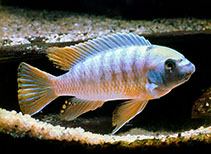 Image of Labeotropheus fuelleborni (Blue mbuna)