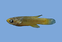 tn_Lagem_m1.jpg