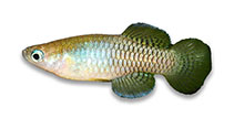 tn_Lahut_u0.jpg