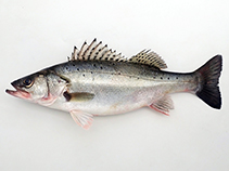 Image of Lateolabrax japonicus (Japanese seabass)