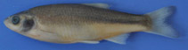 Image of Ladigesocypris mermere (Izmir mminnow)