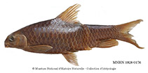 Image of Labeobarbus micronema 