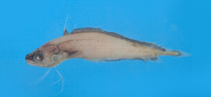 Image of Laemonema rhodochir 