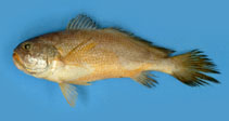 Image of Larimichthys pamoides (Southern yellow croaker)