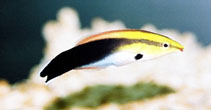 Image of Labroides pectoralis (Blackspot cleaner wrasse)