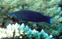 Image of Larabicus quadrilineatus (Fourline wrasse)