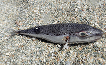 Image of Lagocephalus sceleratus (Silver-cheeked toadfish)