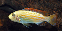 Image of Labeotropheus trewavasae (Scrapermouth mbuna)