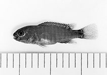 Image of Labeotropheus trewavasae (Scrapermouth mbuna)