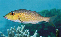 Image of Lethrinus amboinensis (Ambon emperor)