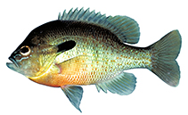 Image of Lepomis auritus (Redbreast sunfish)