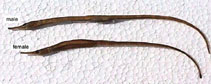 Image of Leptonotus blainvilleanus (Deep-bodied pipefish)