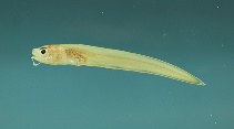 Image of Lepophidium brevibarbe (Shortbeard cusk-eel)