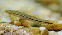 Image of Lefua costata (Eightbarbel loach)