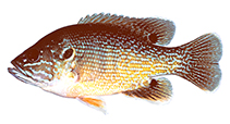 Image of Lepomis cyanellus (Green sunfish)