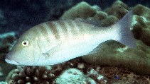 Image of Lethrinus enigmaticus (Blackeye emperor)