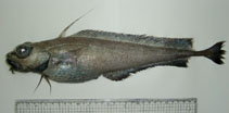 Image of Lepidion ensiferus (Patagonian codling)