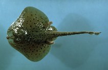 Image of Leucoraja erinaceus (Little skate)