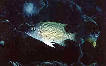 Image of Lethrinus erythracanthus (Orange-spotted emperor)